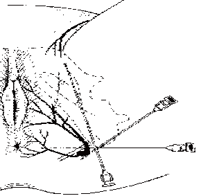 Figure 21.3