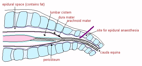 Lumbar cistern