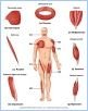 10-01FascArrang_L