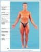 10-04aAntSupMuscl_L