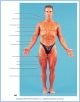 10-04aAntSupMuscl_LE