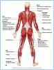 10-05bPosSupMuscl_L