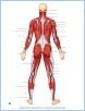 10-05bPosSupMuscl_LE