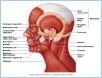 10-06LateralMuscles_L