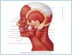 10-06LateralMuscles_LE
