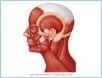 10-06LateralMuscles_UN