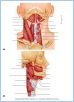 10-08_SwallowMuscle_LE