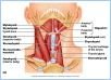 10-08aSwallowMuscle_L