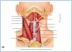 10-08aSwallowMuscle_LE