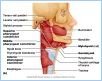 10-08bSwallowMuscle_L