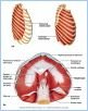 10-10_RespirMuscle_L