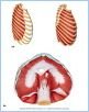 10-10_RespirMuscle_UN