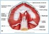10-10bRespirMuscle_L