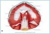 10-10bRespirMuscle_LE