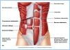 10-11_MuscAbdomWall_1_L