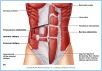10-11aAbdomWall_L