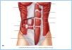 10-11aAbdomWall_LE