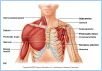 10-13aSupMuscles_L