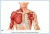10-13aSupMuscles_UN