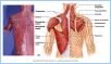 10-13bSupMuscles_L