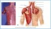 10-13bSupMuscles_LE