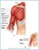 10-14_MuscArmMove_1_L