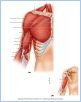 10-14_MuscArmMove_1_LE