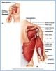 10-14_MuscArmMove_2_L