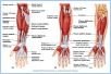10-15_AntForearm_L