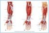 10-15_AntForearm_LE