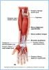 10-15bAntForearm_L
