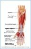 10-15cAntForearm_L
