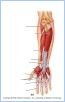 10-15cAntForearm_LE