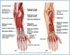 10-16_PosForearm_1_L