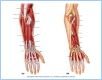 10-16_PosForearm_1_LE