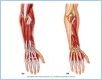 10-16_PosForearm_1_UN