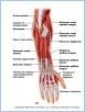 10-16aPosForearm_L