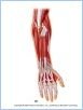 10-16aPosForearm_UN