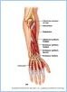 10-16bPosForearm_L