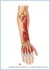 10-16bPosForearm_UN