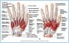 10-18_HandMuscl_1_L