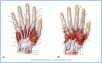 10-18_HandMuscl_1_LE