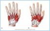 10-18_HandMuscl_1_UN