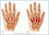 10-18_HandMuscl_2_LE