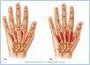 10-18_HandMuscl_2_UN