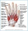 10-18aHandMuscl_L