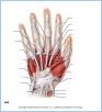 10-18aHandMuscl_LE