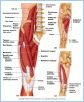 10-19_ThighLegMusc_L