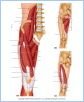 10-19_ThighLegMusc_LE