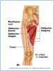 10-19bThighLegMusc_L